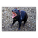 Tasmanian Devil Displaying His Vicious Yawn cards