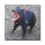 Tasmanian Devil Magnet