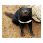 Tasmanian Devil posing for Photo Poster