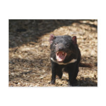 Tasmanian Devil Post Card