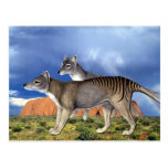 Tasmanian Tiger Postcards