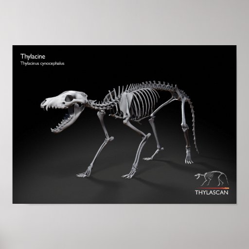 Tasmanian Tiger Skeleton Poster Zazzle