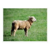 tassie sheep postcards