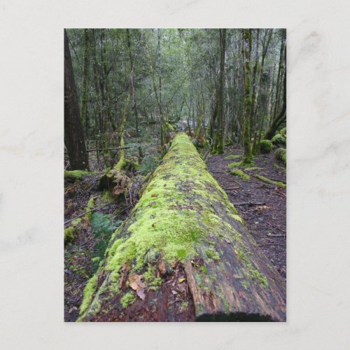 Tassie Tree postcard