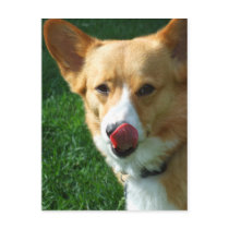Tasty Corgi postcards