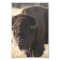 Tatanka Photo Print