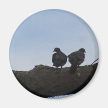 Tauben verliebt kühlschrankmagnet