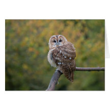 Tawny card