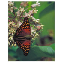Tawny emperor on Common milkweed flyers by animalpark Tawny emperor on Common milkweed flyers