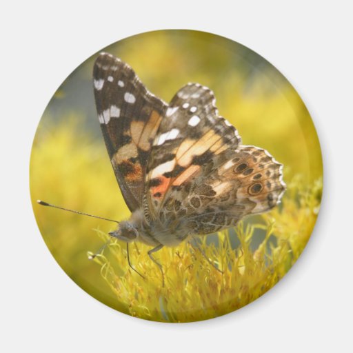 Tawny Emporer Butterfly Magnet