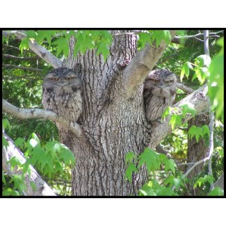 Tawny Frogmouth stamp