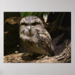 Tawny Frogmouth Poster