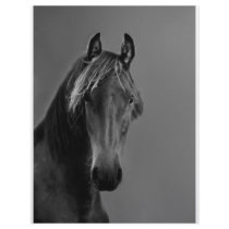 Tawny horse customized letterhead