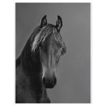 Tawny horse flyer