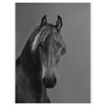 Tawny horse flyers