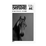 Tawny horse stamp