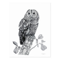 Tawny Owl - Blank Postcard