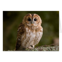 Tawny Owl cards by cARTerART Tawny Owl cards