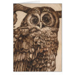 Tawny Owl