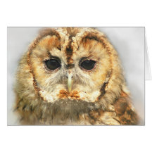 Tawny Owl Cards