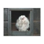 Tawny Owl Post Card