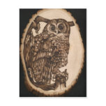 Tawny Owl