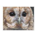 Tawny owl postcard