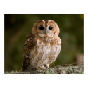 Tawny Owl posters by cARTerART Tawny Owl posters
