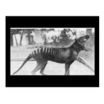 tazmanian tiger post cards