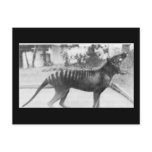 tazmanian tiger post cards