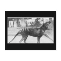 tazmanian tiger post cards