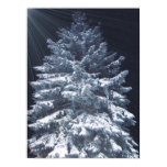 TBA Award- Pine Lights
