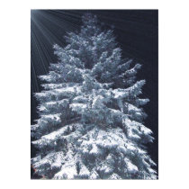 TBA Award- Pine Lights posters