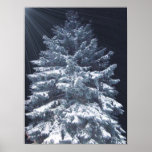 TBA Award- Pine Lights posters