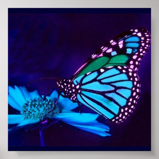 - TBA - Butterfly in Blue Light Poster