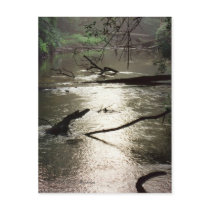 Tchefuncte Glimmer Postcard