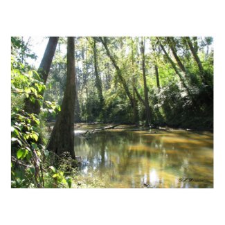 Tchefuncte River Cypress print