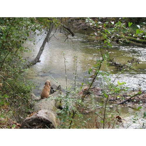 Tchefuncte Solitude postcard