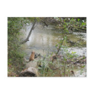 Tchefuncte Solitude postcard
