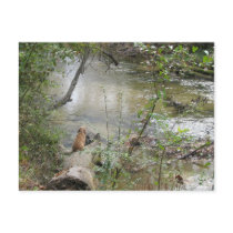 Tchefuncte Solitude postcards by naturegirl7 Tchefuncte Solitude postcards