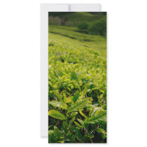 Tea gardens rack cards