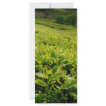 Tea gardens rack cards