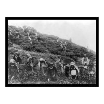 Tea Pickers in Himalayas 1901 posters by lc_vintagephotos Tea Pickers in Himalayas 1901 posters