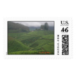 Tea Plantations, Munnar Postage Stamp