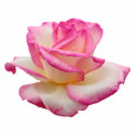 Tea Rose Pink photo sculptures by kphotos Tea Rose Pink photo sculptures