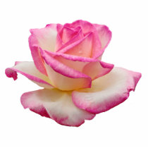 Tea Rose Pink photo sculptures