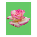 Tea Rose Post Card