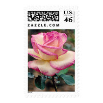 Tea Rose postage