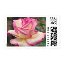 Tea Rose postage