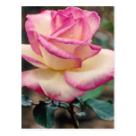 Tea Rose Postcard